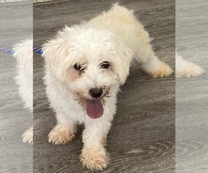 Fluffy - Female Bichon Frise Dog for Adoption - Photo #3