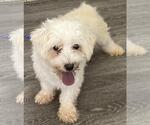 Small Photo #3 Bichon Frise Puppy For Sale in Westminster, MD, USA