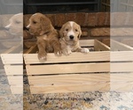 Small Photo #3 Goldendoodle Puppy For Sale in GILBERT, AZ, USA