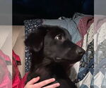 Small #1 Retriever  Mix