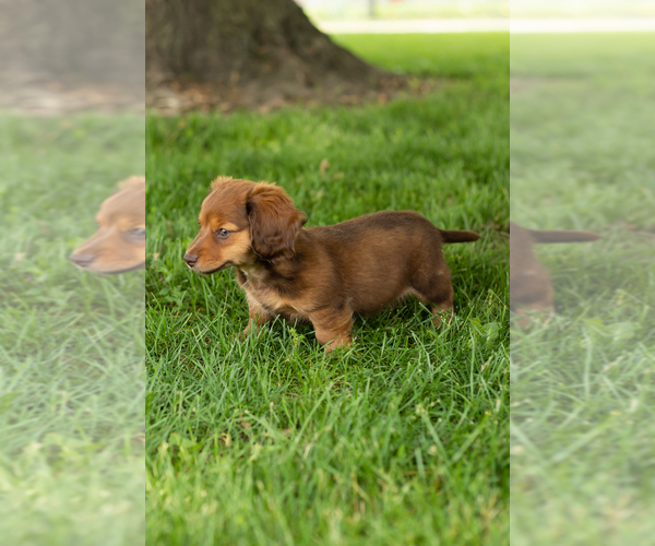 Medium Photo #9 Dachshund Puppy For Sale in BREMEN, IN, USA