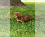 Small #8 Dachshund