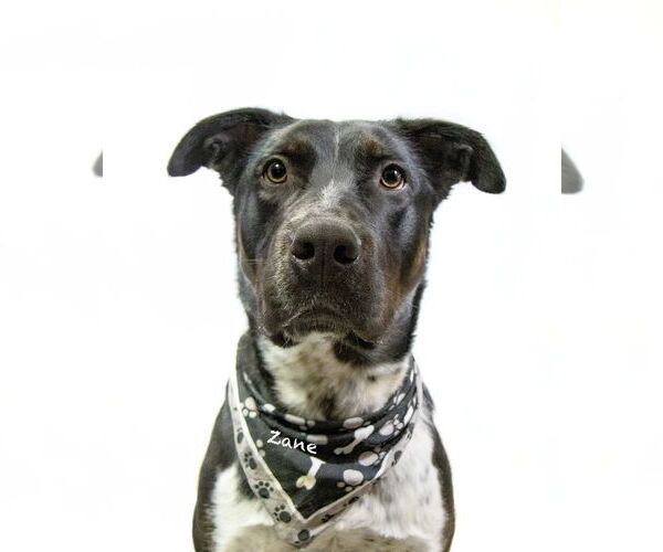 Medium Photo #2 Pointer-Unknown Mix Puppy For Sale in Hot Springs Village, AR, USA