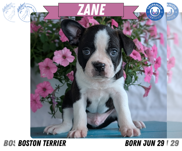 Medium Photo #50 Boston Terrier Puppy For Sale in GOSHEN, IN, USA