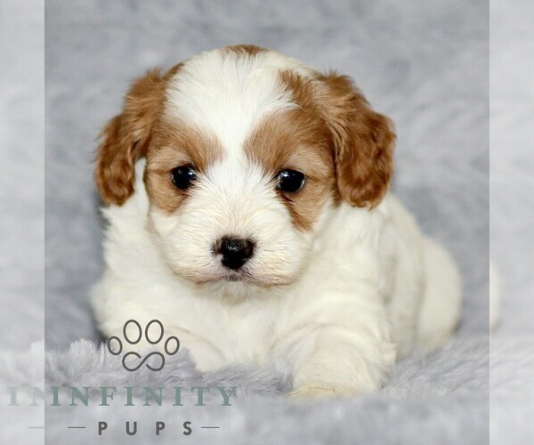 Medium Photo #1 Cavapoo Puppy For Sale in BIRD IN HAND, PA, USA