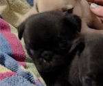 Small Photo #90 Pug Puppy For Sale in HILLSDALE, MI, USA