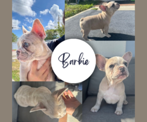 French Bulldog Puppy for sale in DAVIE, FL, USA