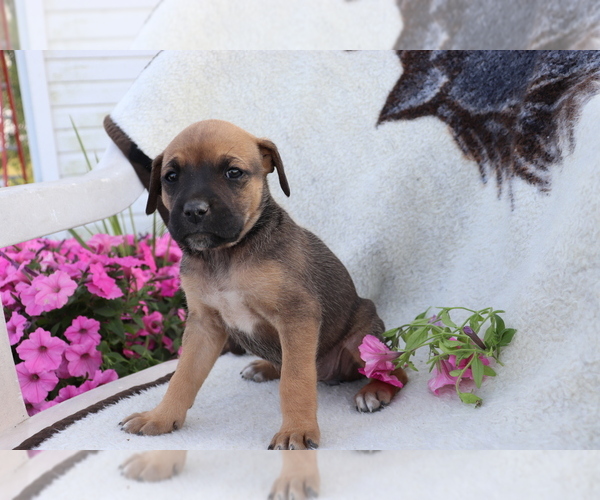 Medium Photo #3 Boxador Puppy For Sale in SHILOH, OH, USA