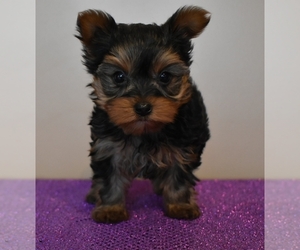 Yorkshire Terrier Puppy for sale in DOWNING, MO, USA