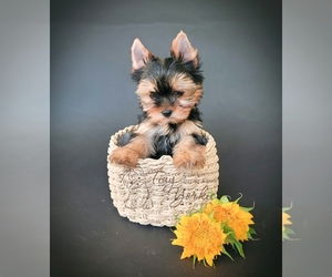 Yorkshire Terrier Dog for Adoption in ORCHARDS, Washington USA