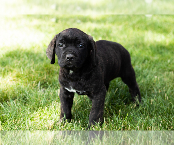 Medium Photo #54 Cane Corso Puppy For Sale in WAKARUSA, IN, USA