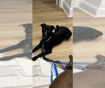 Small #2 Labrador Retriever Mix