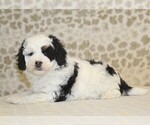 Small #1 Miniature Bernedoodle