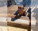 Small Photo #13 Australian Retriever Puppy For Sale in McDonough, GA, USA