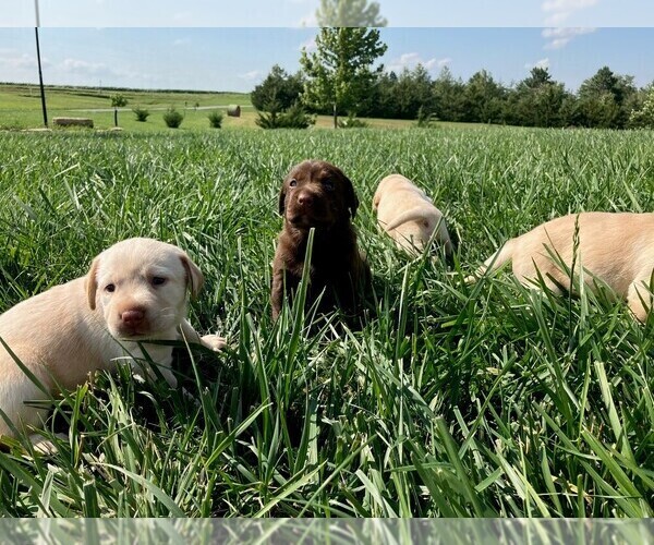 Medium Photo #3 Labrador Retriever Puppy For Sale in SENECA, KS, USA