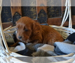 Small Photo #9 Cavapoo (Miniature) Puppy For Sale in GREENWOOD, WI, USA