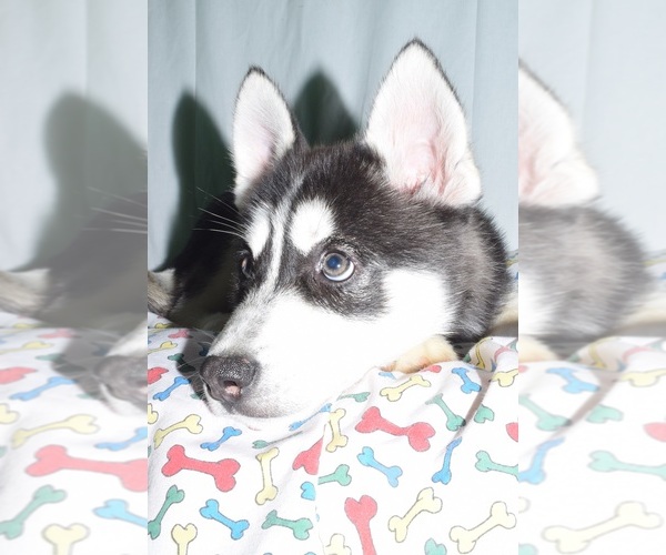 Medium Photo #5 Siberian Husky Puppy For Sale in PATERSON, NJ, USA