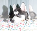 Small Photo #5 Siberian Husky Puppy For Sale in PATERSON, NJ, USA
