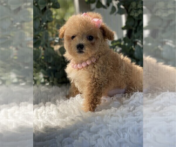 Medium Photo #18 Poodle (Toy) Puppy For Sale in FORT LAUDERDALE, FL, USA