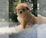 Small #17 Poodle (Toy)