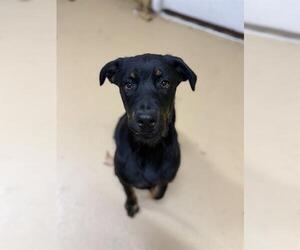Rottweiler-Unknown Mix Dogs for adoption in Chula Vista, CA, USA