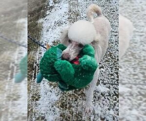 Poodle (Standard) Dogs for adoption in Germantown, OH, USA