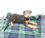 Small Photo #2 Airedale Terrier Puppy For Sale in VERONA, MO, USA