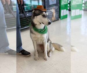 Siberian Husky Dogs for adoption in Carrollton, TX, USA