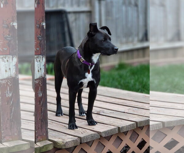 Medium Photo #4 Mutt Puppy For Sale in New London, WI, USA