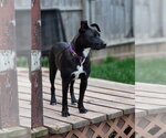 Small #3 Mutt