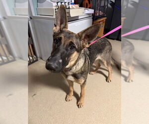 German Shepherd Dog-Unknown Mix Dogs for adoption in Plano, TX, USA