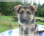 Small #11 German Shepherd Dog