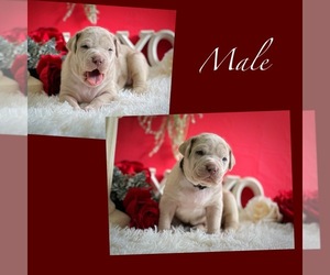 American Bully Puppy for Sale in DICKINSON, Texas USA