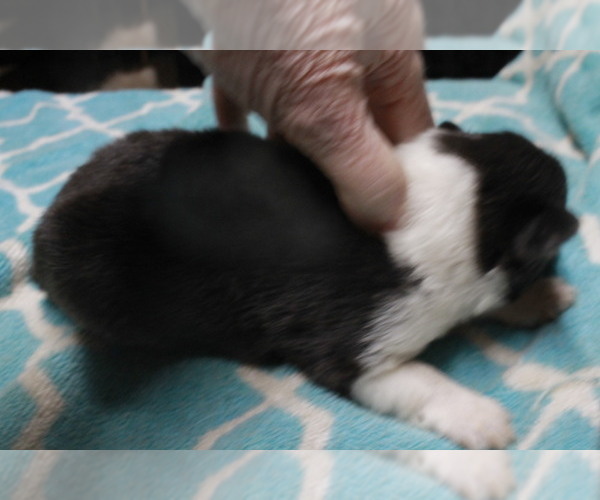 Medium Photo #4 Shetland Sheepdog Puppy For Sale in BAINBRIDGE, NY, USA