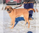 Small #3 Labrador Retriever-Rhodesian Ridgeback Mix