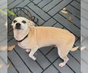 Kathy #bestie-of-Kate - Female Chihuahua-Unknown Mix Dog for Adoption - Photo #3