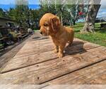 Small #5 Golden Retriever