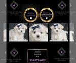 Puppy Frosty Maltese
