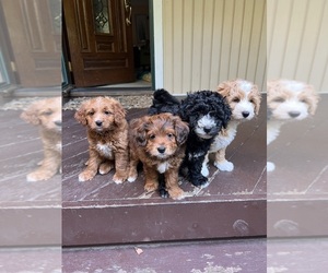 Golden Mountain Doodle  Puppy for sale in HEWLETT, NY, USA