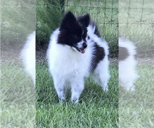Father of the Pomsky puppies born on 06/14/2026