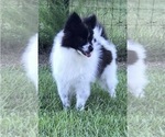 Small Photo #1 Pomsky Puppy For Sale in STRINGER, MS, USA