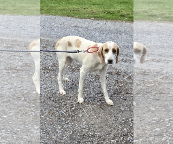 Medium Photo #4 Mutt Puppy For Sale in Rustburg, VA, USA