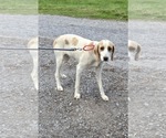 Small #3 Mutt