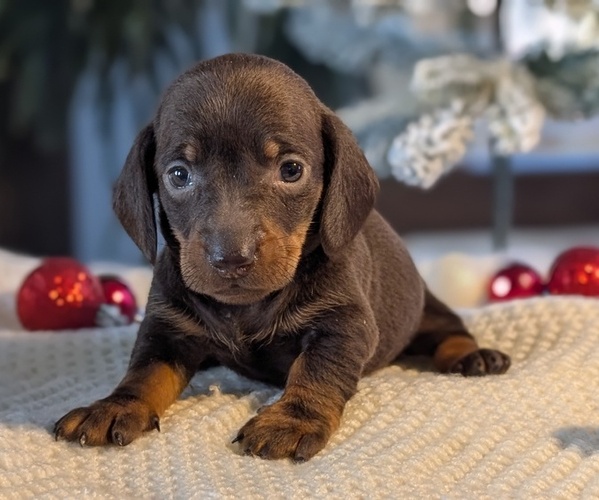 Medium Photo #2 Dachshund Puppy For Sale in GOSHEN, IN, USA
