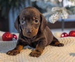 Small #1 Dachshund
