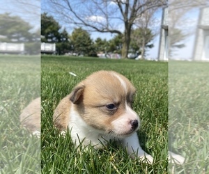 Pembroke Welsh Corgi Puppy for sale in SULLIVAN, IL, USA