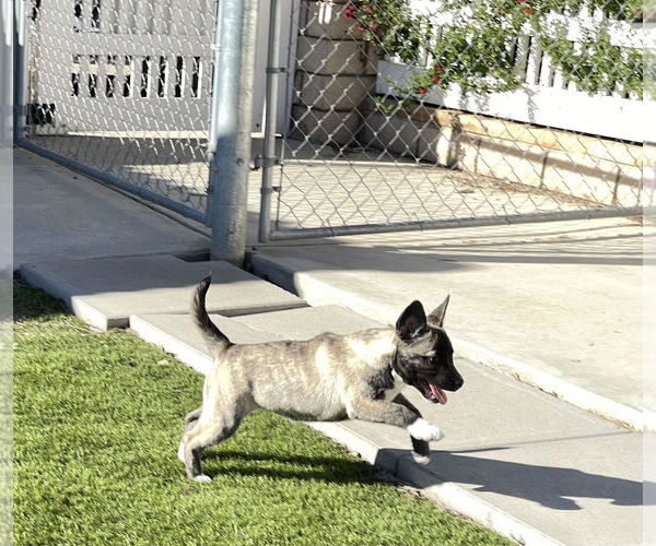 Medium Photo #10 Siberian Husky-Unknown Mix Puppy For Sale in La Verne, CA, USA