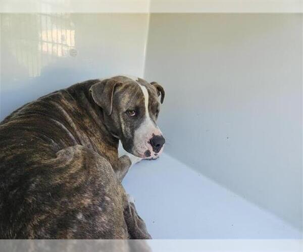 Medium Photo #1 Staffordshire Bull Terrier-Unknown Mix Puppy For Sale in Houston, TX, USA