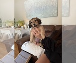 Small #11 Dachshund
