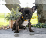 Small #1 Faux Frenchbo Bulldog